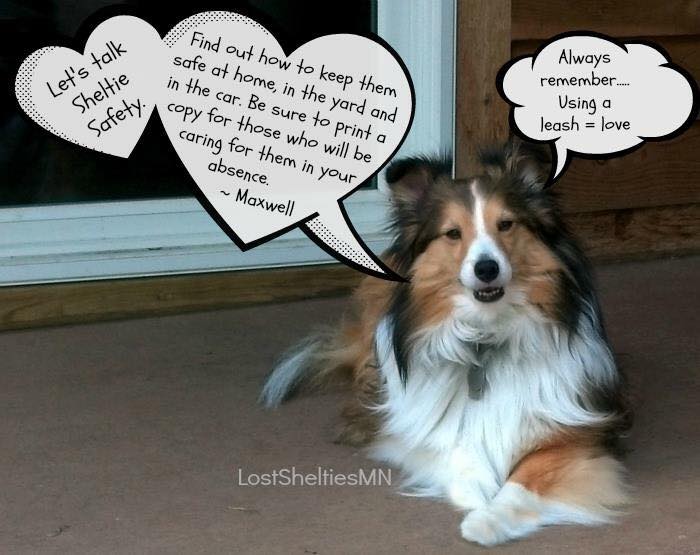 Lost sheltie cheap
